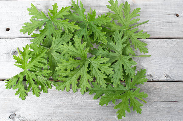 istock SCENTED GERANIUMS leaves natural mosquitoes repellent 487007326