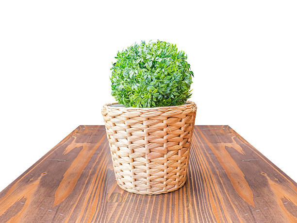 istock Wood Table top green bush in wicker basket isolate 487007774
