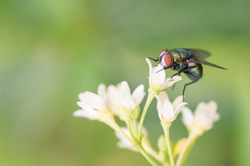 Cicada in the flight, extreme close-up shot with selective focus of flying insect Cicada