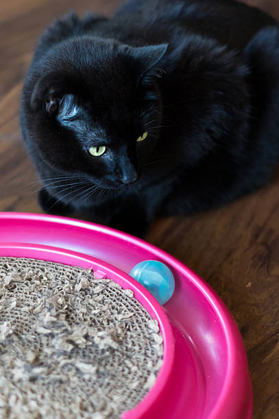Black Cat With Scratcher Toy