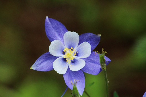 A lone Columbine grasps your attention, as the focus of this shot from the gorgeous Colorado high country.