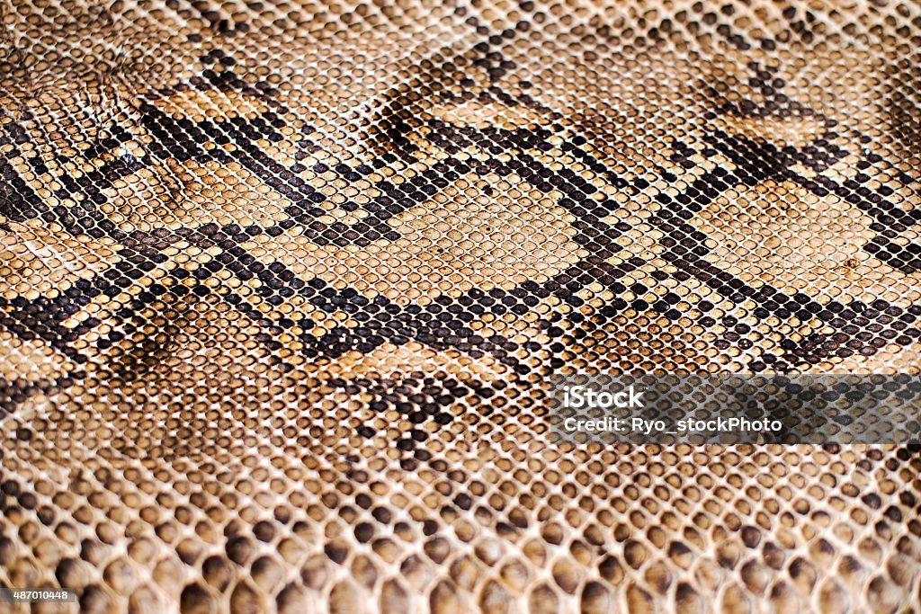Python Snake Skin High Resolution Python Snake Skin Pattern Stock Photo - Download Image Now - Snake ...