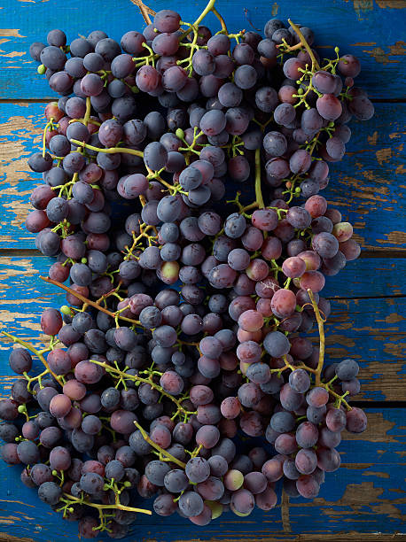 Dark grapes stock photo