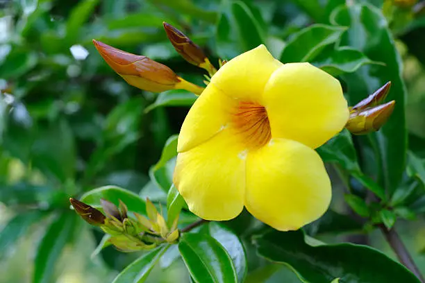 Allamanda