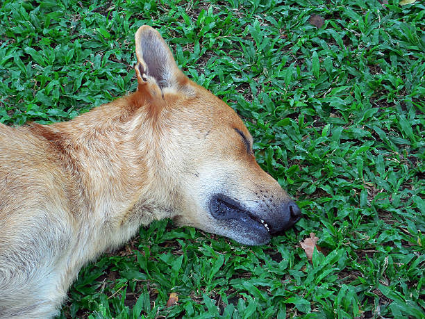 Close up a dog in thai temple sleepy on grass
