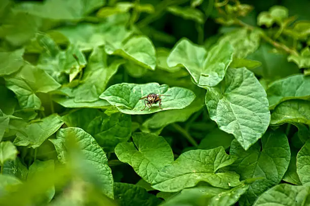 Photo of Insect on a leaf