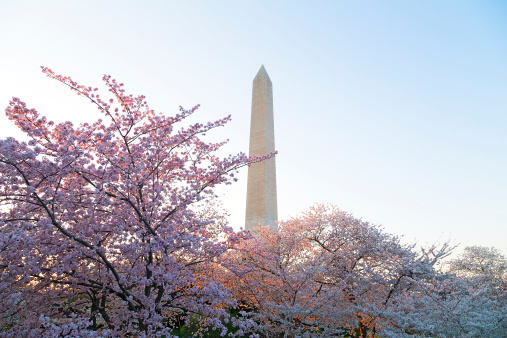 Washington Monument at sunset with blooming cherry trees in front.
