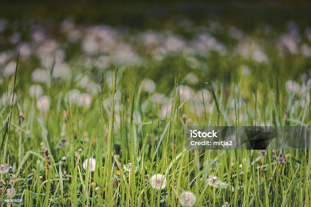 Löwenzahn-Feld - Lizenzfrei Bildkomposition und Technik Stock-Foto