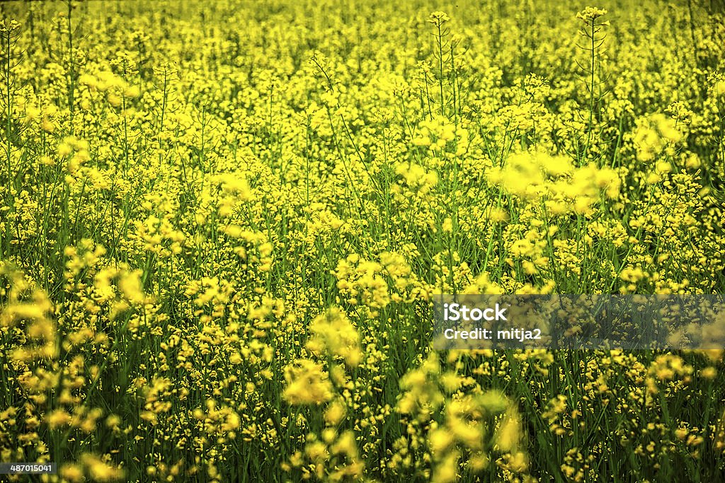 Le viol champ - Photo de Agriculture libre de droits