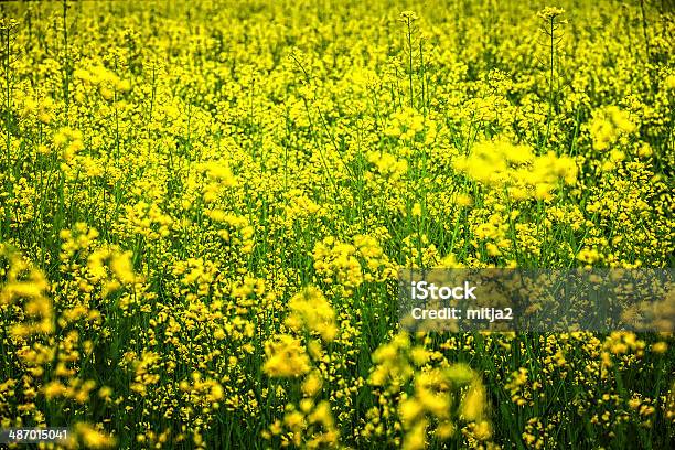 Photo libre de droit de Le Viol Champ banque d'images et plus d'images libres de droit de Agriculture - Agriculture, Canola, Champ