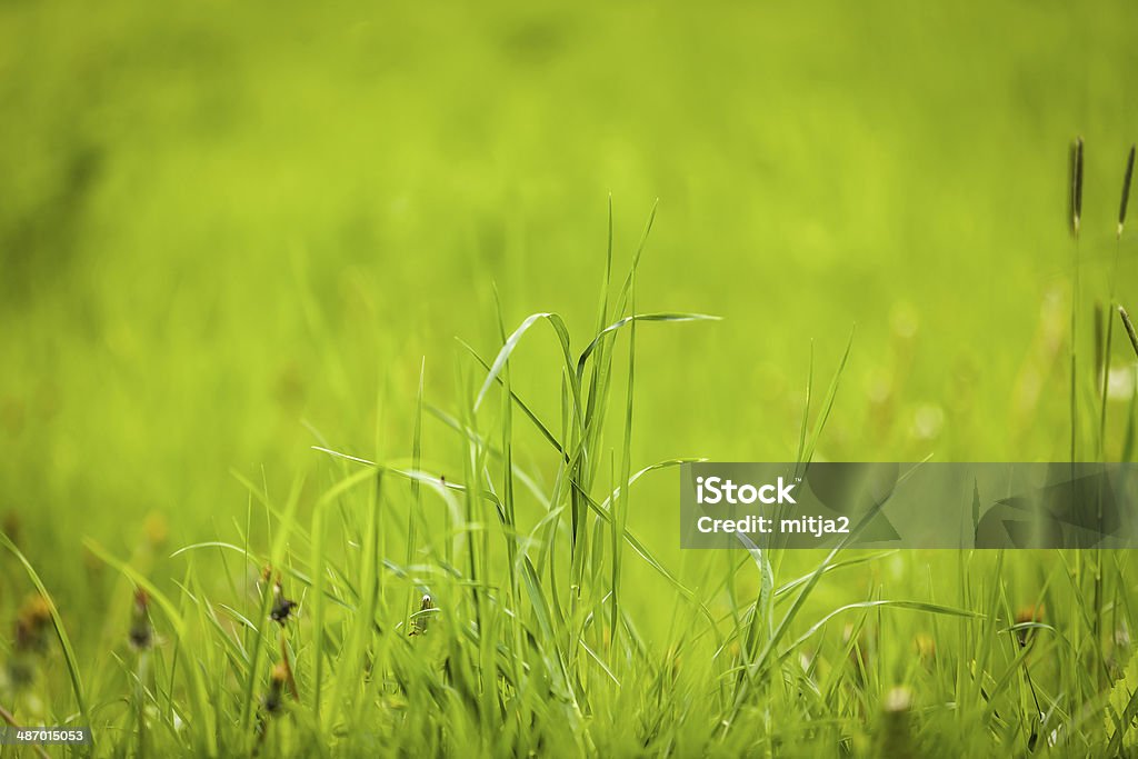 Herbe de printemps - Photo de Beauté libre de droits