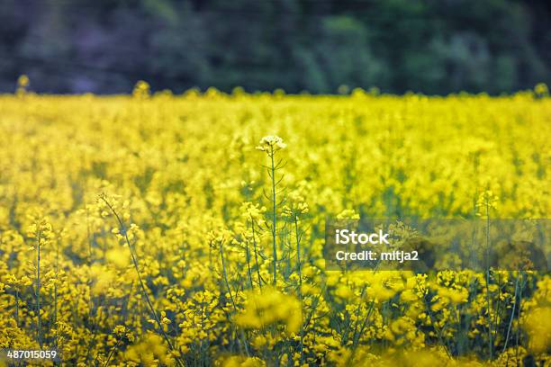 Campo Di Stupro - Fotografie stock e altre immagini di Agricoltura - Agricoltura, Ambientazione esterna, Ambiente