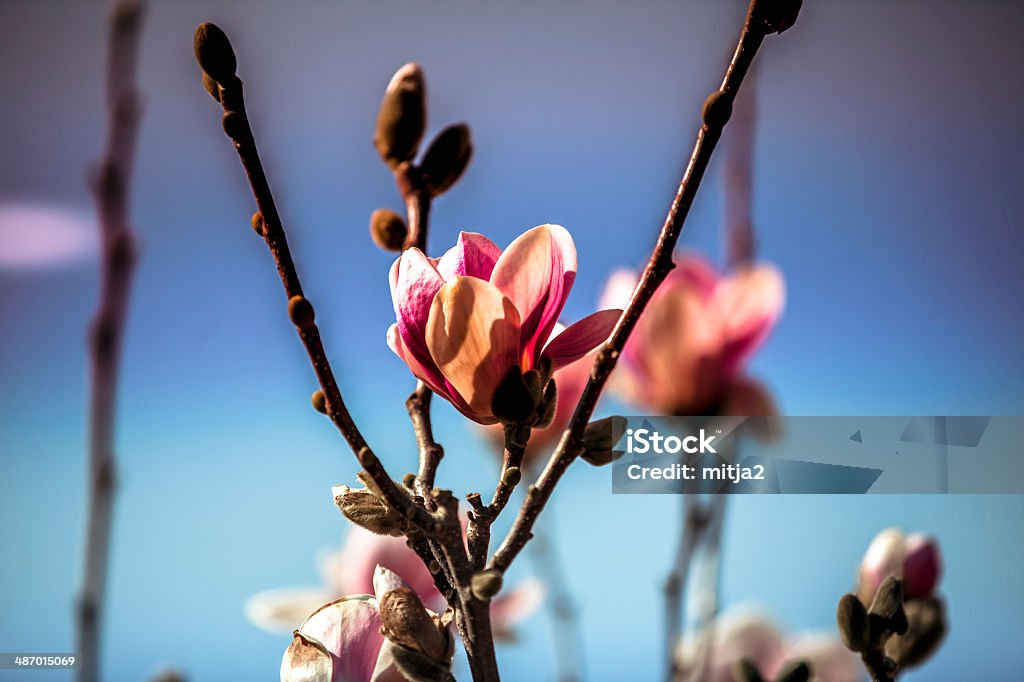 Árvore de flor de primavera - Foto de stock de Azul royalty-free