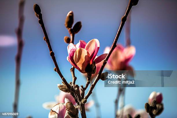 Foto de Árvore De Flor De Primavera e mais fotos de stock de Azul - Azul, Beleza, Beleza natural - Natureza