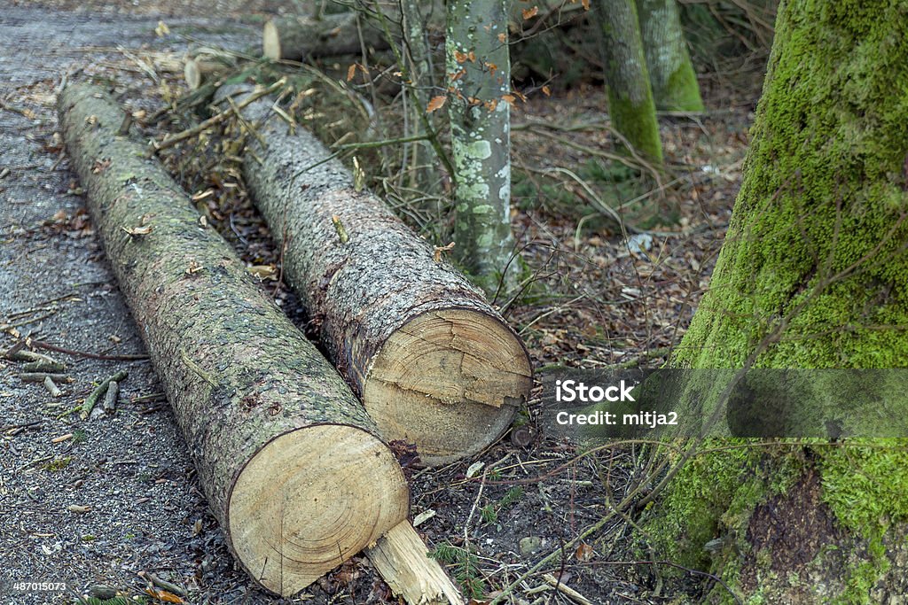 Bûches en bois - Photo de Arbre libre de droits