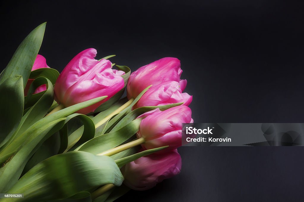 tulips on black background Black Color Stock Photo