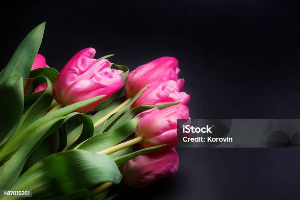 Тюльпаны На Черном Фоне — стоковые фотографии и другие картинки Без людей - Без людей, Большая группа объектов, Букет