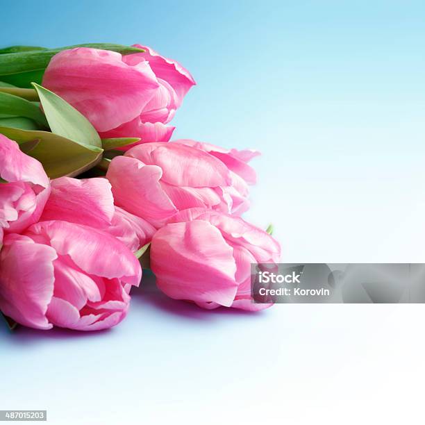 핑크 튤립 있는 청색 배경 0명에 대한 스톡 사진 및 기타 이미지 - 0명, 공휴일, 꽃-식물