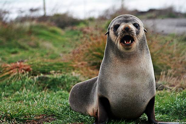 istock Sea lion staring at camera 487015279