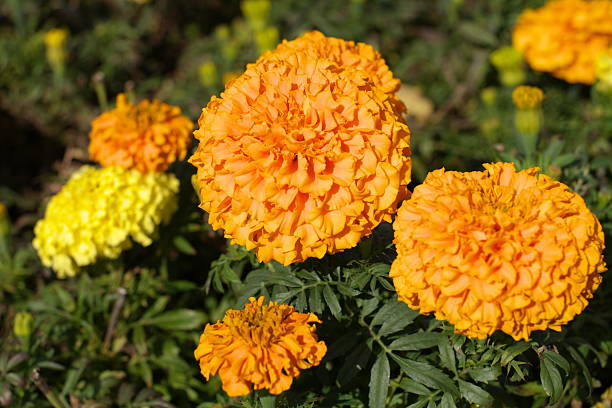 istock Yellow Flowers 487017213