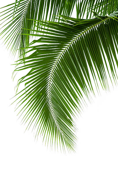 istock Leaves of coconut tree isolated on white background 487017351