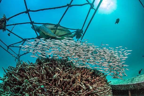istock School of juvenile Striped Eel Catfish 487017503