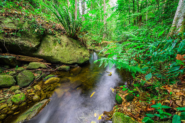 ruisseau de la forêt tropicale tempérée - middle prong photos et images de collection
