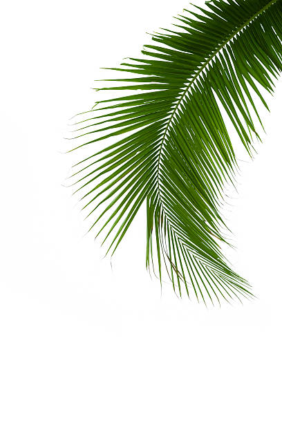 istock Leaves of coconut tree isolated on white background 487018643