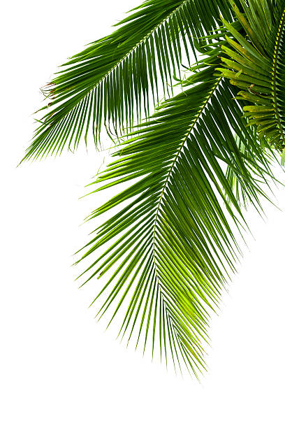 istock Leaves of coconut tree isolated on white background 487018655