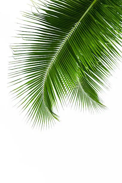 Leaves of coconut tree isolated on white background, clipping path included