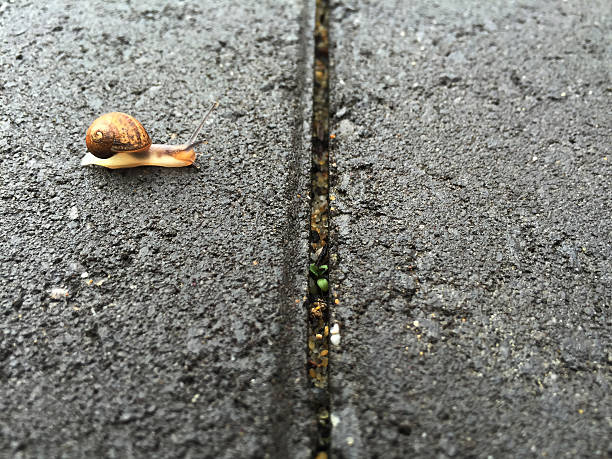 istock snail facing the obstacle on the journey 487018874