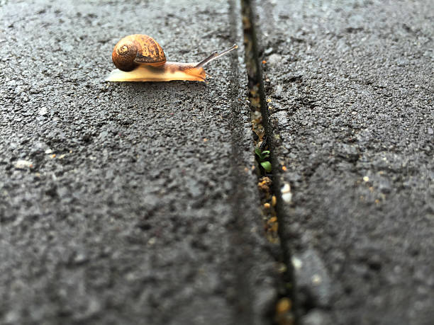 istock close up of  snail facing an obstacle on its journey 487018876