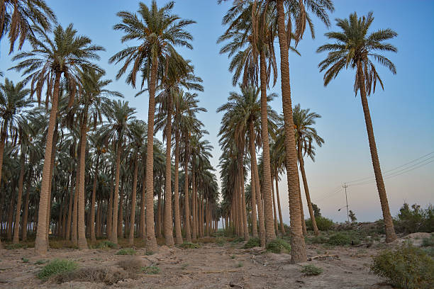 istock Lots of Palm Trees 487018960