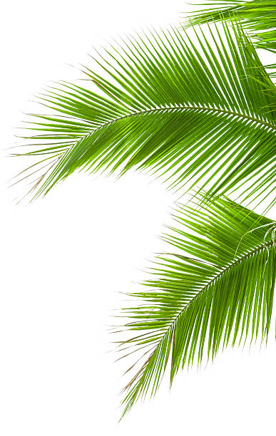 istock Leaves of palm tree isolated on white background 487018995