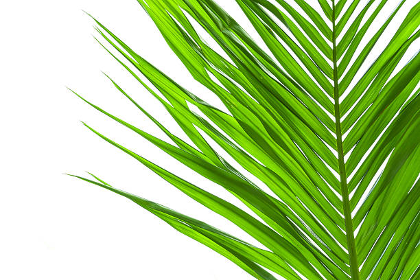 istock Leaves of palm tree isolated on white background 487019721