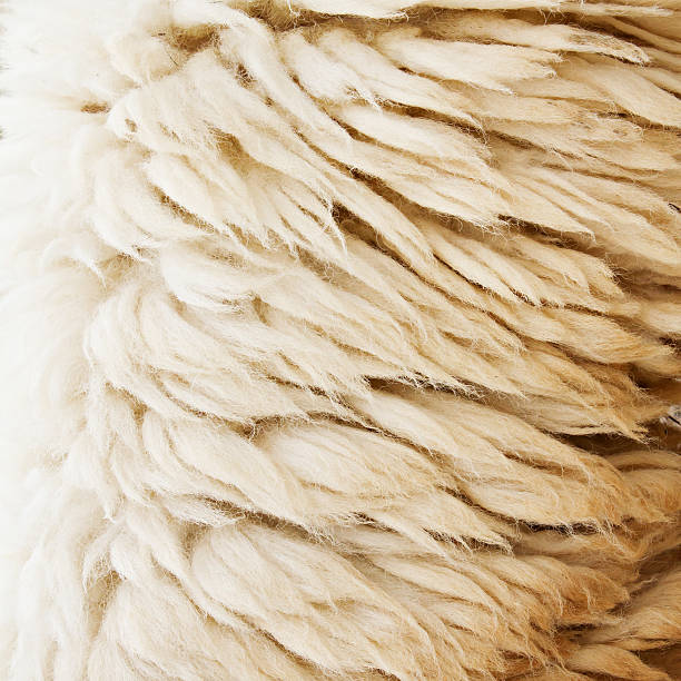 istock sheep fur texture background closeup macro shot 487020789