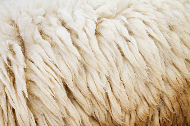 istock sheep fur texture background closeup macro shot 487020791