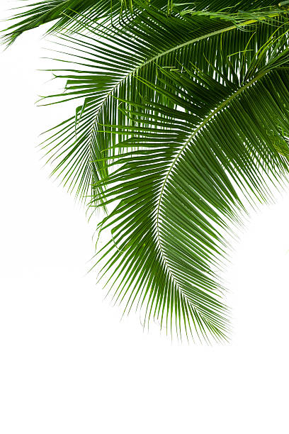 istock Leaves of coconut tree isolated on white background 487020835