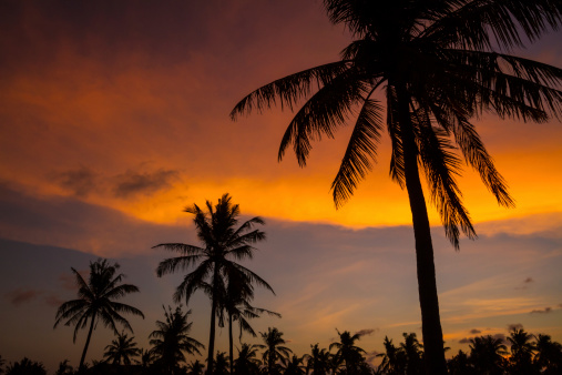 picture of palm trees at beautiful sunset time in Indonesia
