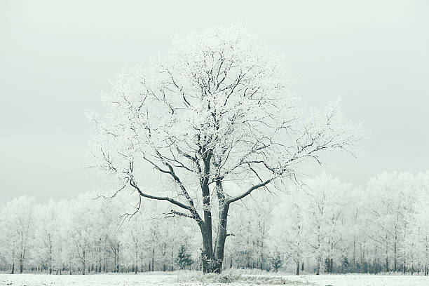 istock frosty winter landscape in snowy forest 487021326