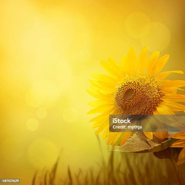 Sommer Sonnenblume Hintergrund Stockfoto und mehr Bilder von Sonnenblume - Sonnenblume, Bildhintergrund, Abstrakt