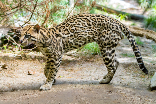 Ocelot (Leopardus paralis), painted Leopard.