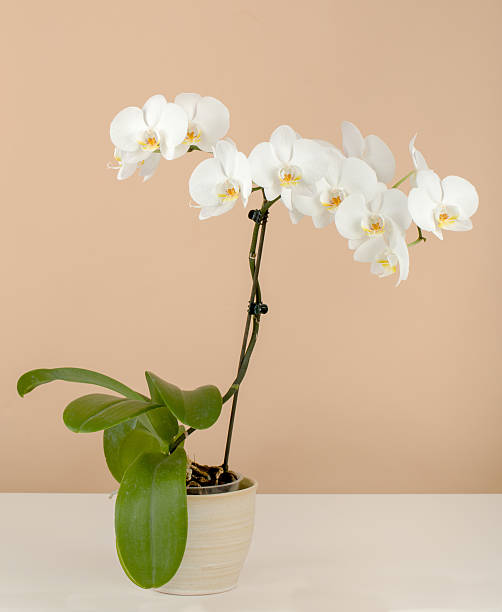 istock romantic branch of white orchid on beige background 487022034
