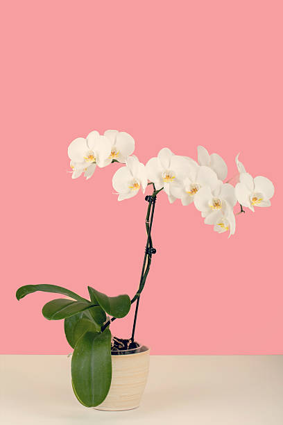 istock paste color romantic branch of white orchid on beige background 487022074