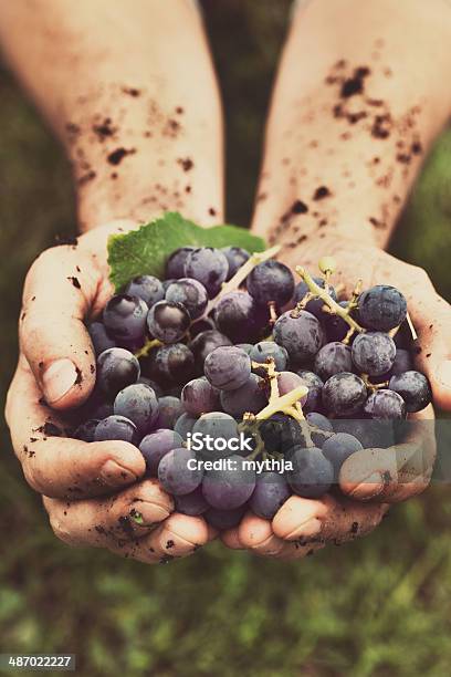 Grapes Harvest Stock Photo - Download Image Now - Vineyard, Dirt, Grape