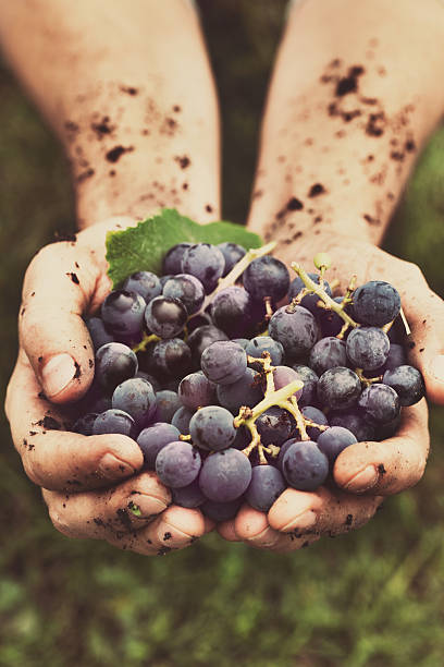 winogron zbiorów - women red fruit picking zdjęcia i obrazy z banku zdjęć