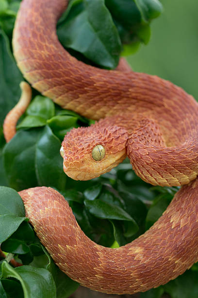 istock Adult Male Bush Viper (Red Phase) in Tree 487022436