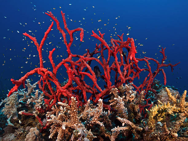 istock Toxic finger sponge, Poisonous finger sponge (Negombata magnifica) 487025294