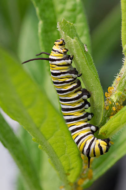 istock Monarch Caterpillar on Milkweed 487025610