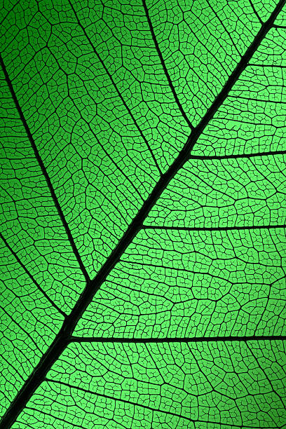 istock green leaf veins skeleton extremely detailed 487025744